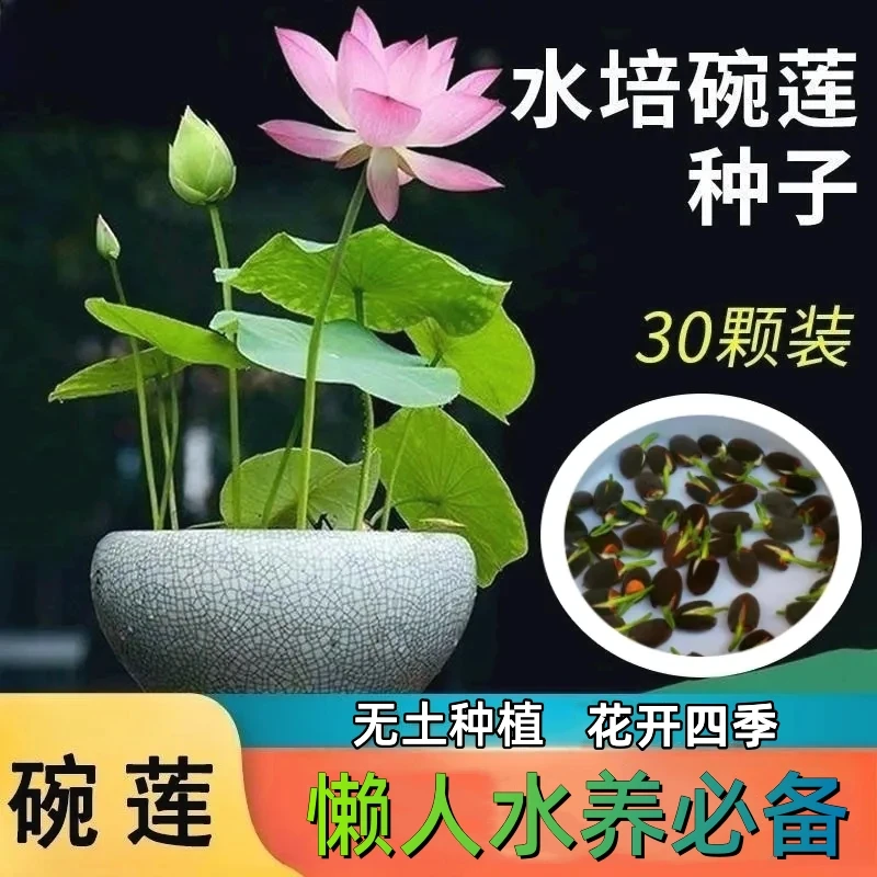 碗莲水培植物种子四季花草绿植花卉莲花荷花盆栽睡莲水养花种子