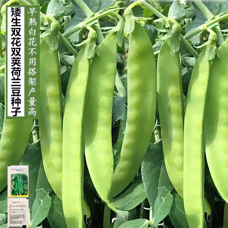 矮生双荚荷兰豆种子耐冬耐冻不搭架高产白花软荚菜豌豆春秋蔬菜籽