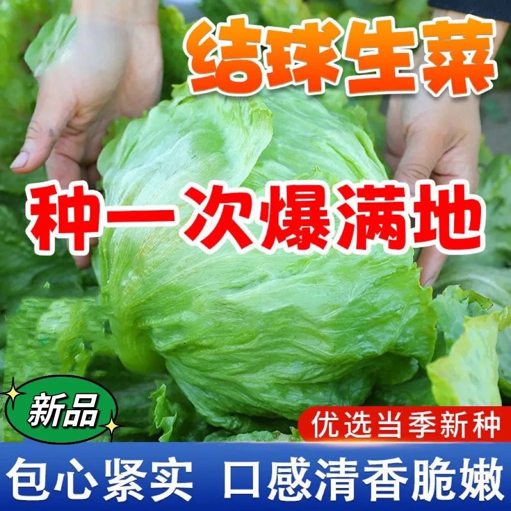 【结球生菜种子】球生菜春夏秋四季播生菜种子球形菜阳台蔬菜种子