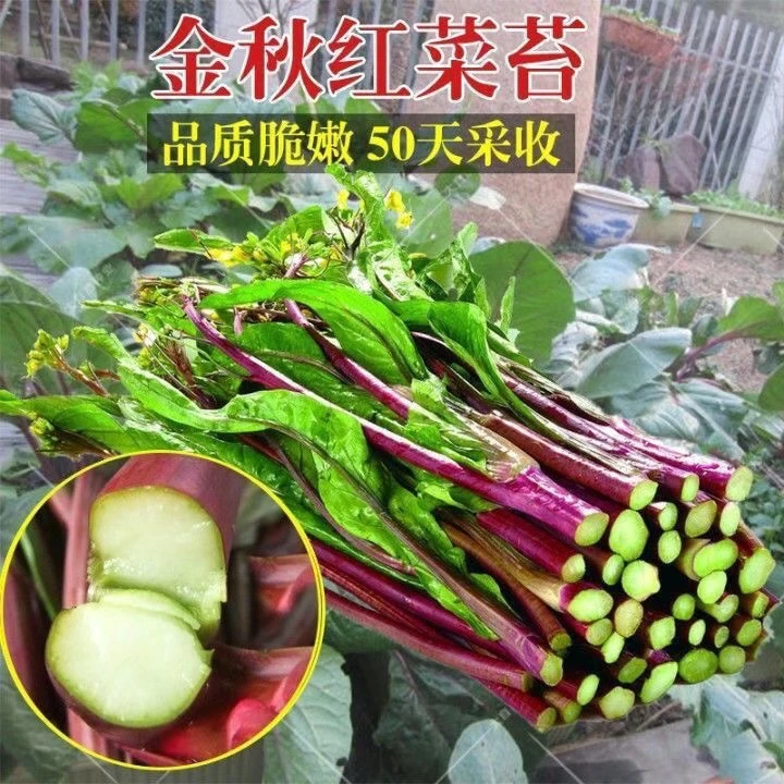 红菜苔蔬菜种子菜心十月红紫菜苔红菜苔家庭种植四季阳台庭院易播