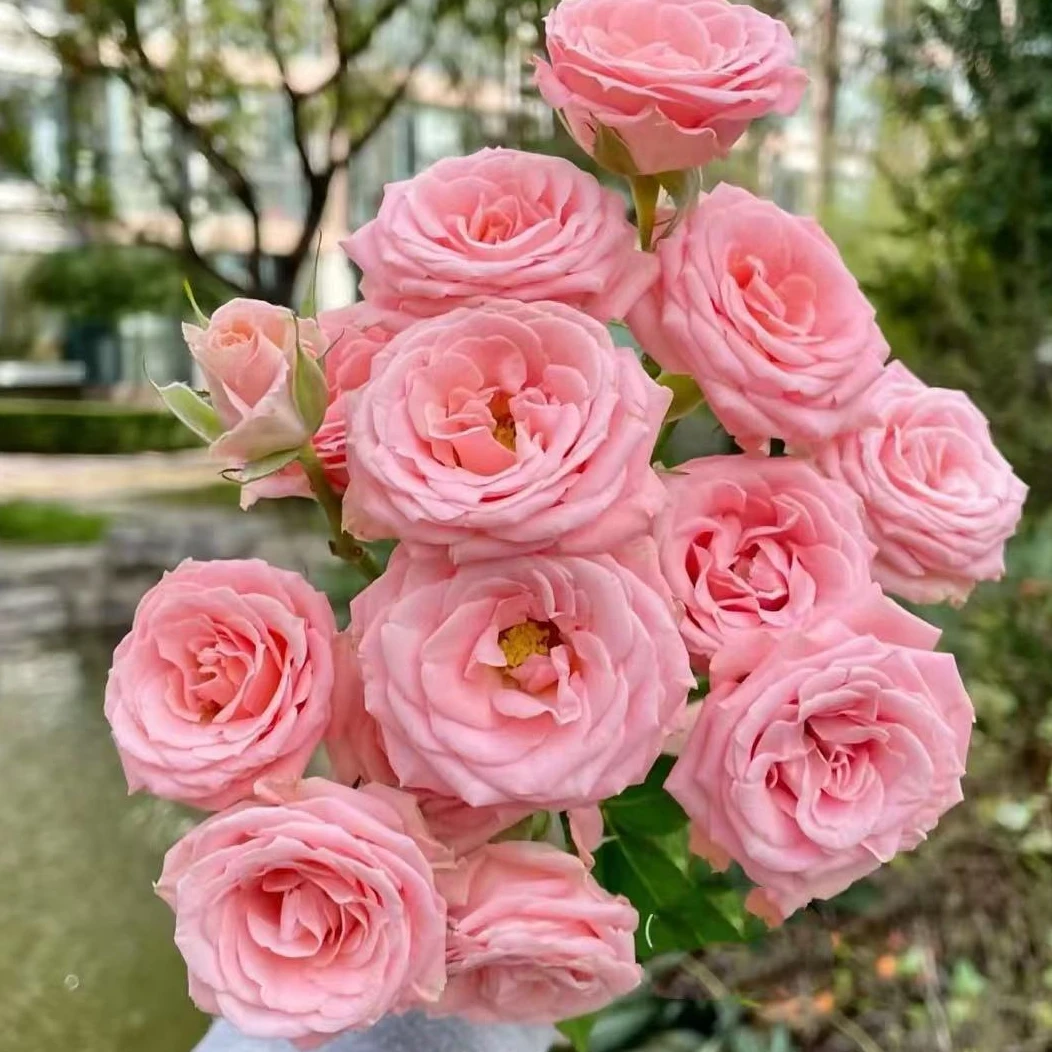 【露露公主】多头玫瑰 拍一单发中通 任意链接拍两单升级发顺丰