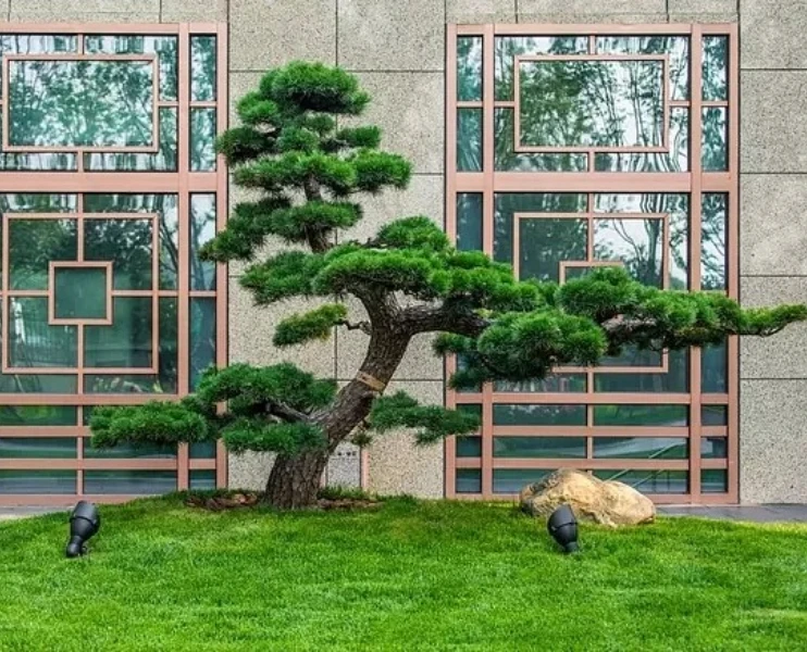 造型景观黑松，油松，赤松，庭院景观，园林别墅地景盆景（直播专用）