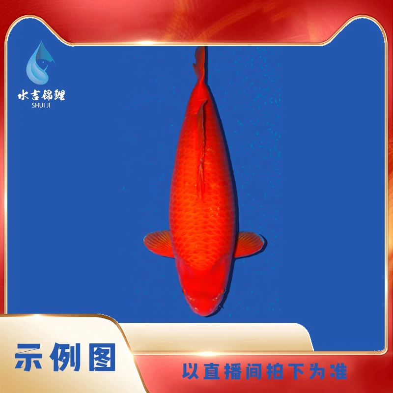 水吉血统锦鲤体验版精品锦鲤