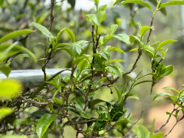 冰岛坝歪53号:2024年红茶