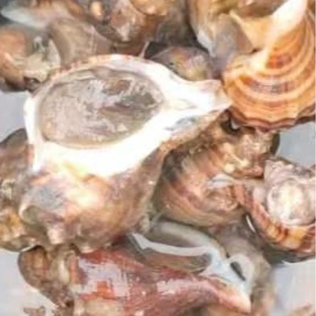 晓惠家【红里螺】大连产地直发辣螺一份三斤全国包邮