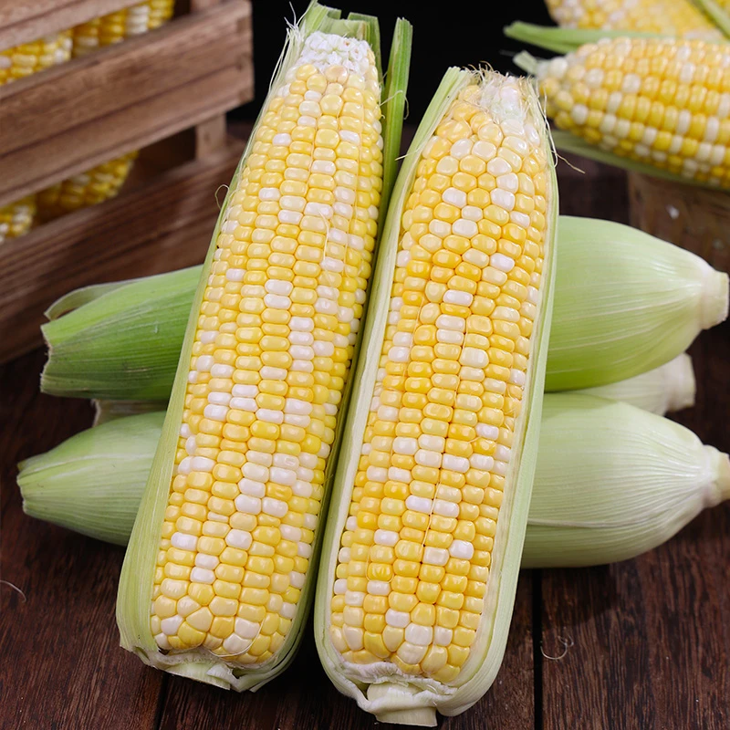 【自营破价】云南金银水果玉米4.5斤新鲜采摘嫩玉米4-7个
