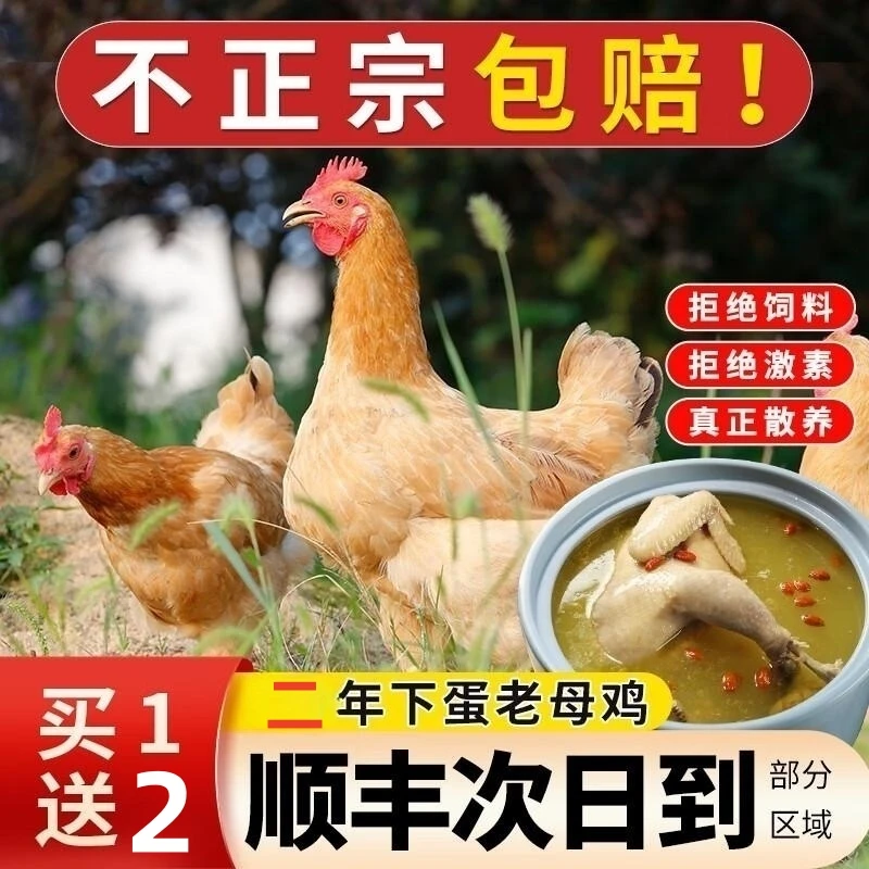 【D新号活动买一送二发三】500天土鸡跑山鸡溜达鸡新鲜鸡肉3000g
