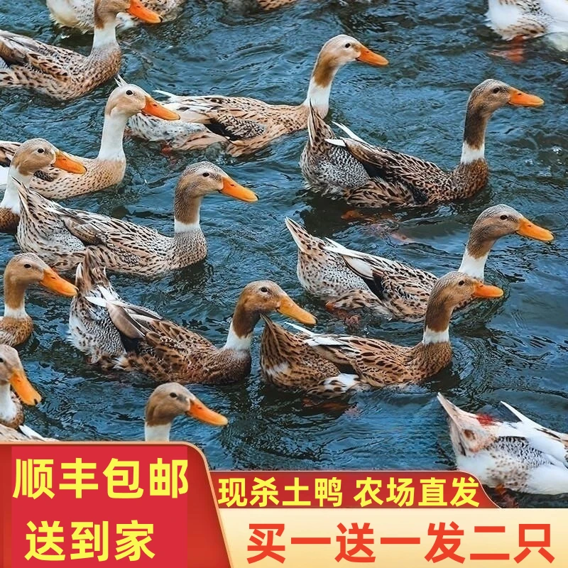 买一送一发2只土鸭农村放养麻鸭子新鲜200天嫩鸭不带内脏共2000g