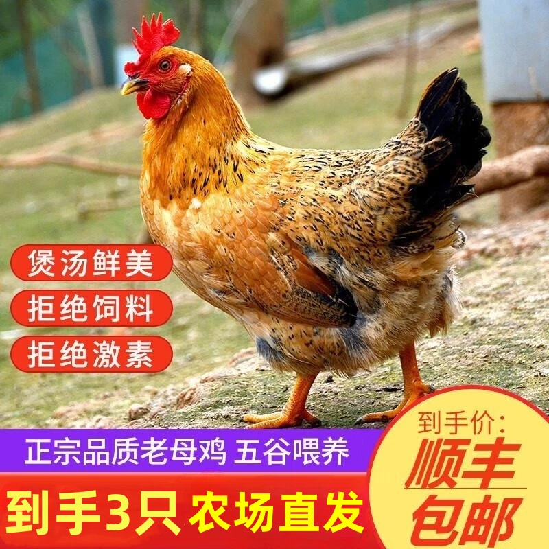 放养老母鸡500天土鸡跑山鸡新鲜顺丰快递毛重9斤净重6斤Z