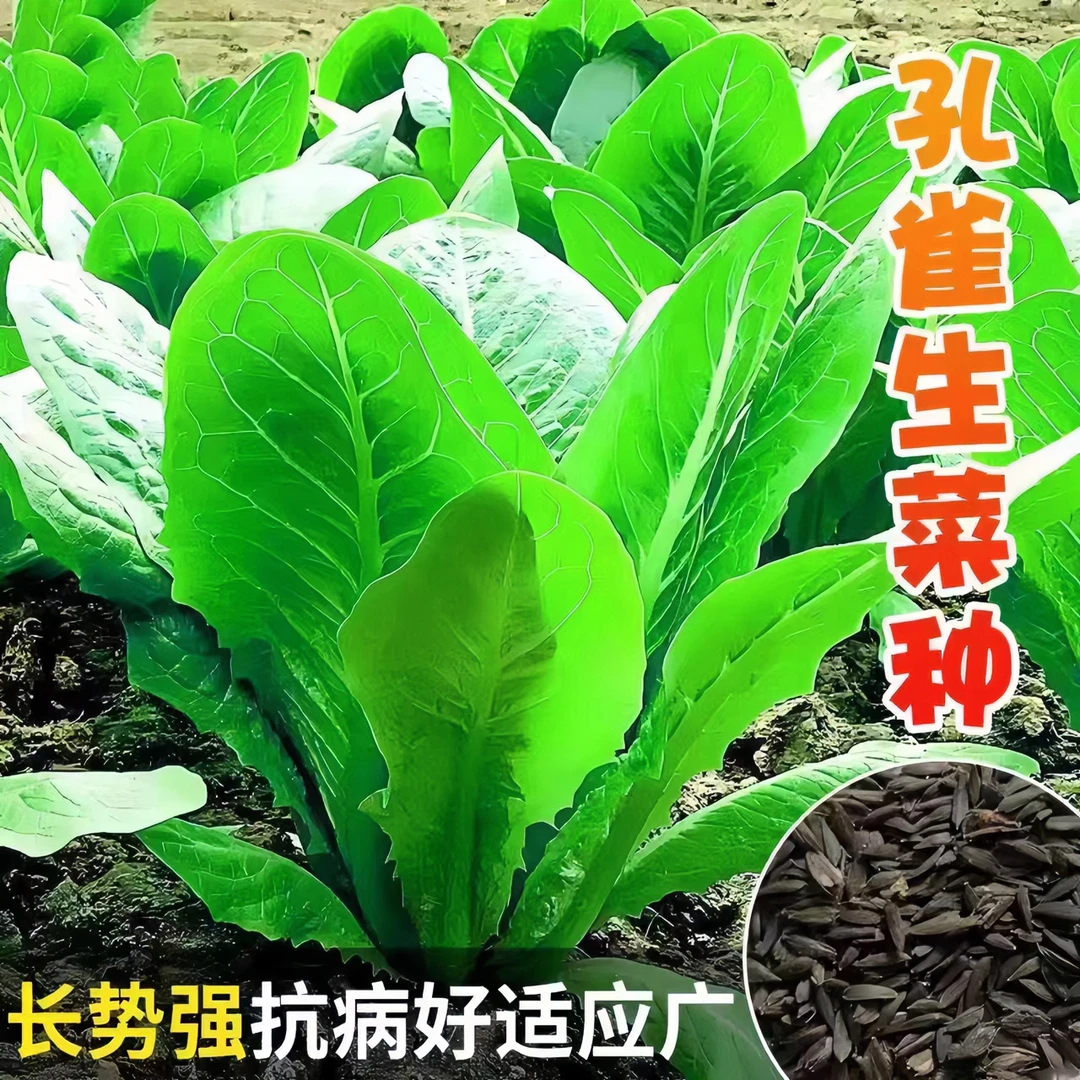 孔雀菜种子可生吃罗马直立生菜耐寒四季播种大田盆栽沙拉生菜种籽