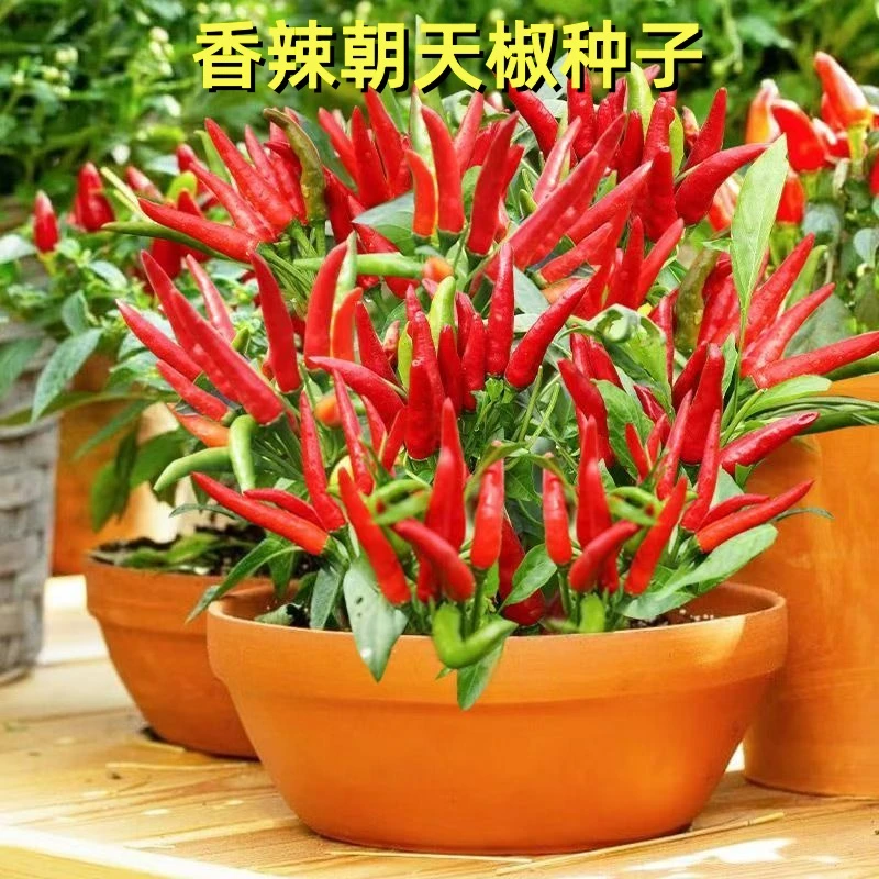 香辣朝天椒种子香辣小米椒辣椒种籽庭院阳台盆栽四季播种蔬菜种子