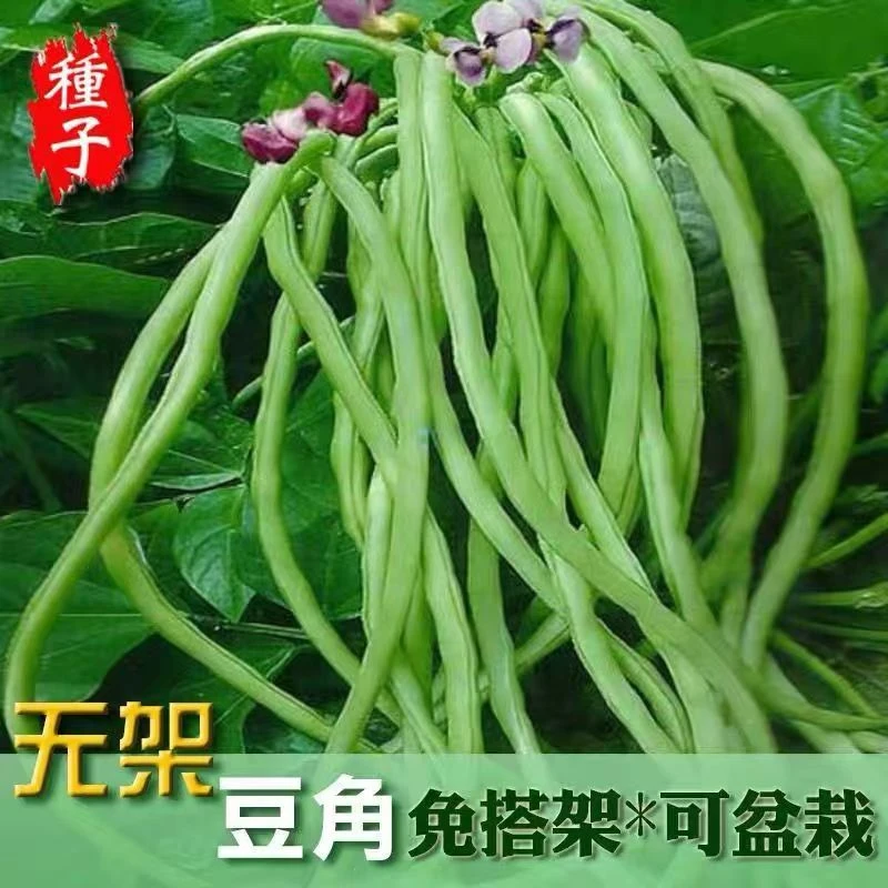 不用搭架无架豆角种子矮生爬地豆角种子四季易种阳台庭院蔬菜种子