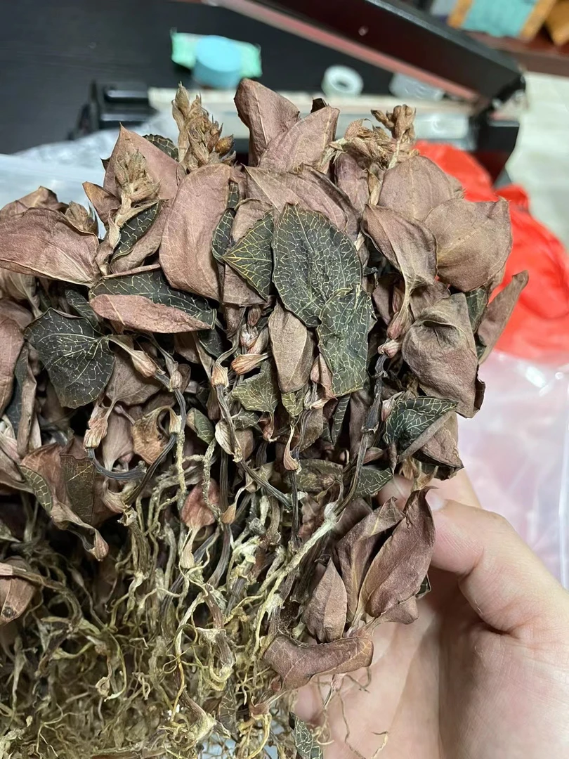 福建南靖林下种植全开花干品金线莲
