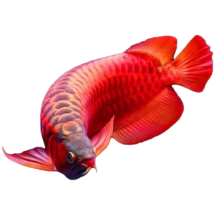 【甄选级】印尼超血红龙鱼绿皮辣椒观赏鱼淡水大型鱼