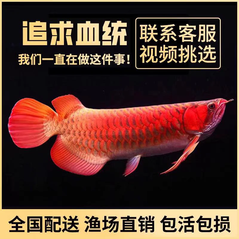 印尼超血红龙鱼绿皮辣椒红龙大湖红龙