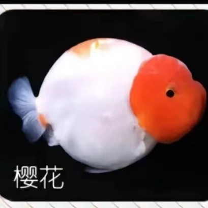 商品练手鱼冷冷水沾淡水观営赏鱼蝶尾珍子兰寿已直播尺寸为准