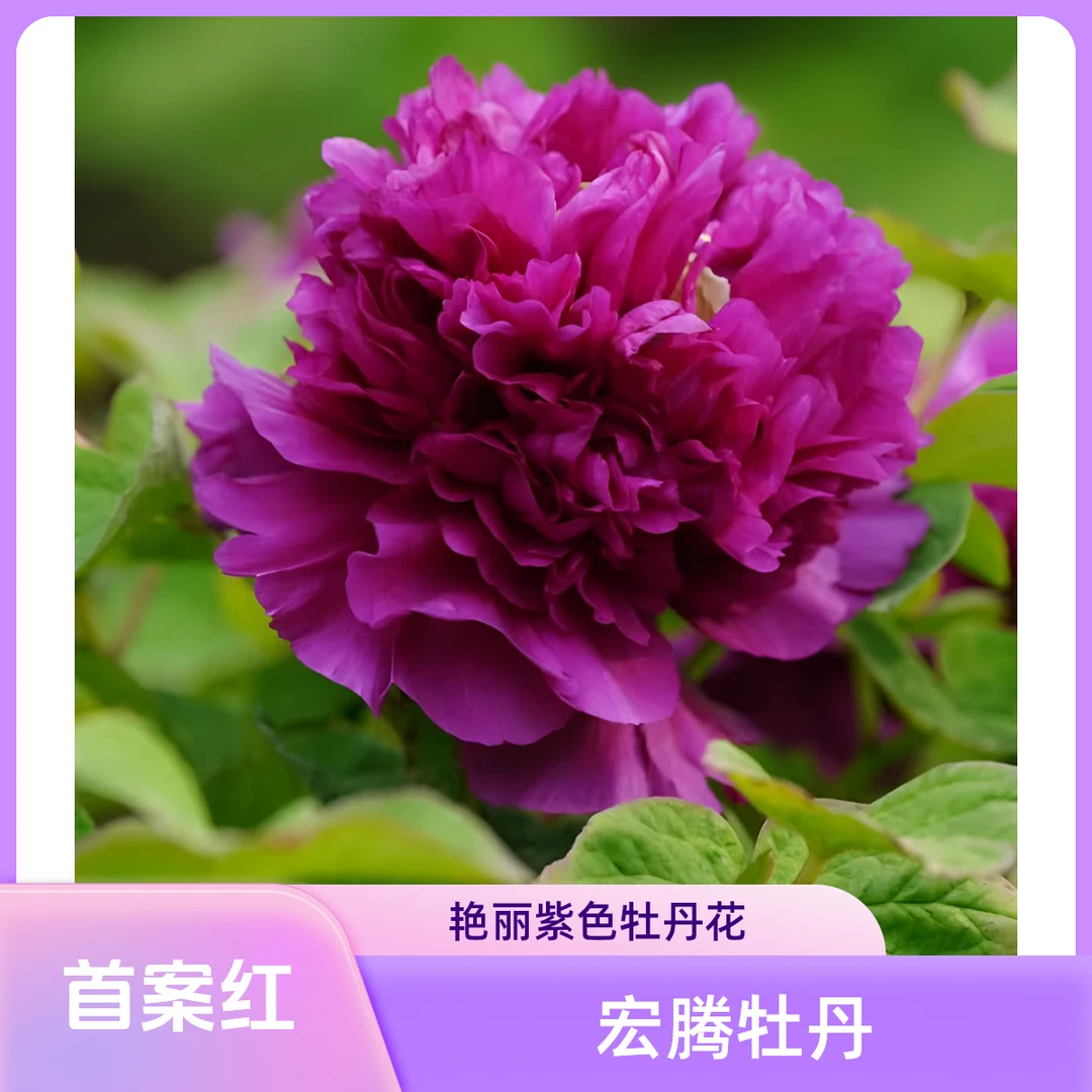 （首案红）5年老桩 重瓣牡丹 现挖现发庭院阳台地栽盆栽观赏