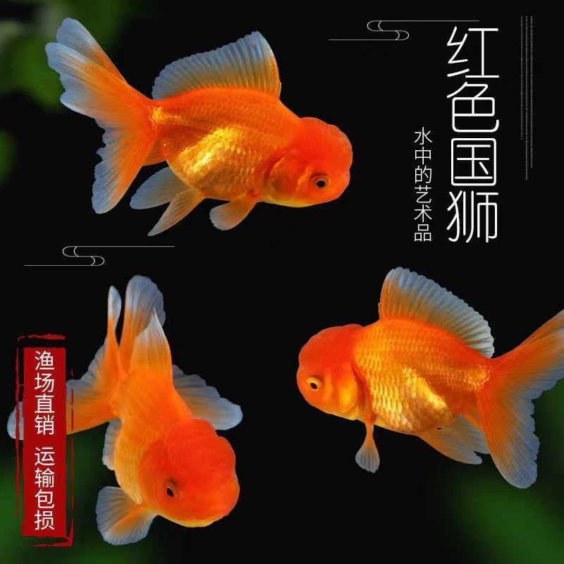 大头红色狮子头小金鱼好养耐活冷水观赏鱼活体包邮包开箱活