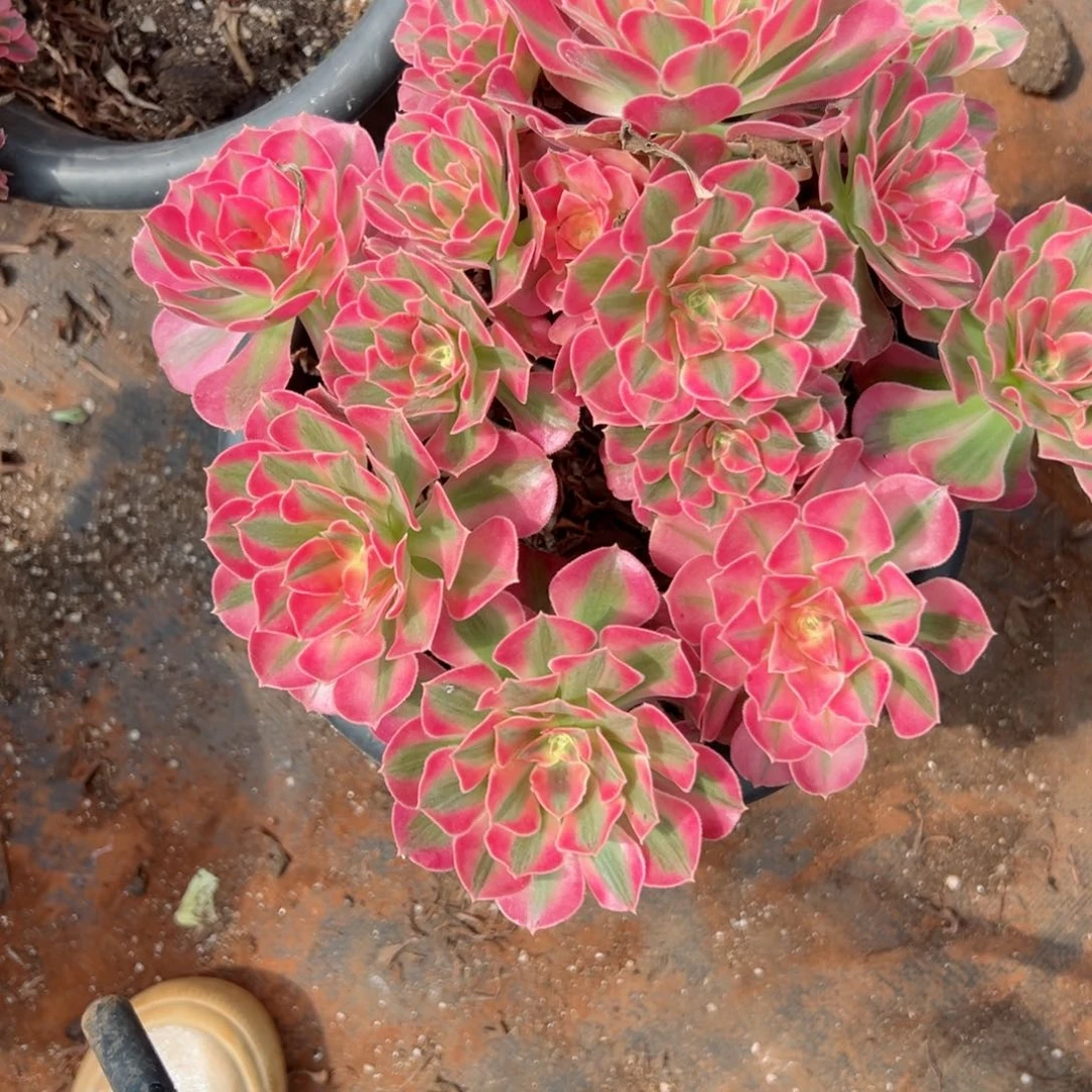 132 号多肉植物微瑕疵