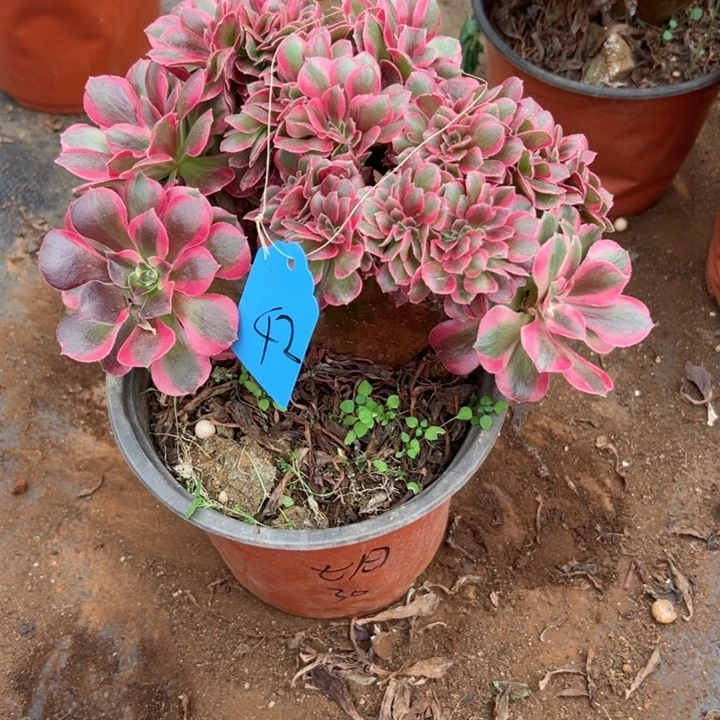 42 号多肉植物植物微瑕疵.