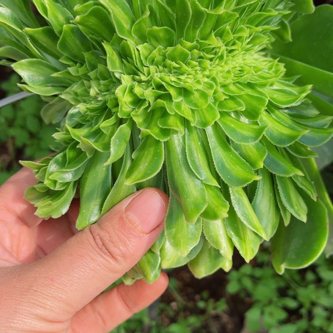 739 号多肉植物法师嫁接