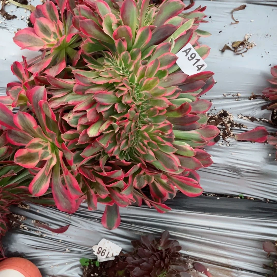 914 号多肉植物法师不支持退货