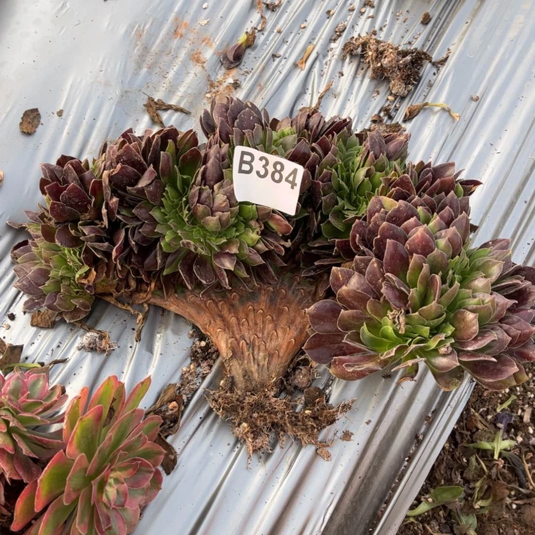 多少植物法师锦b384欧若拉