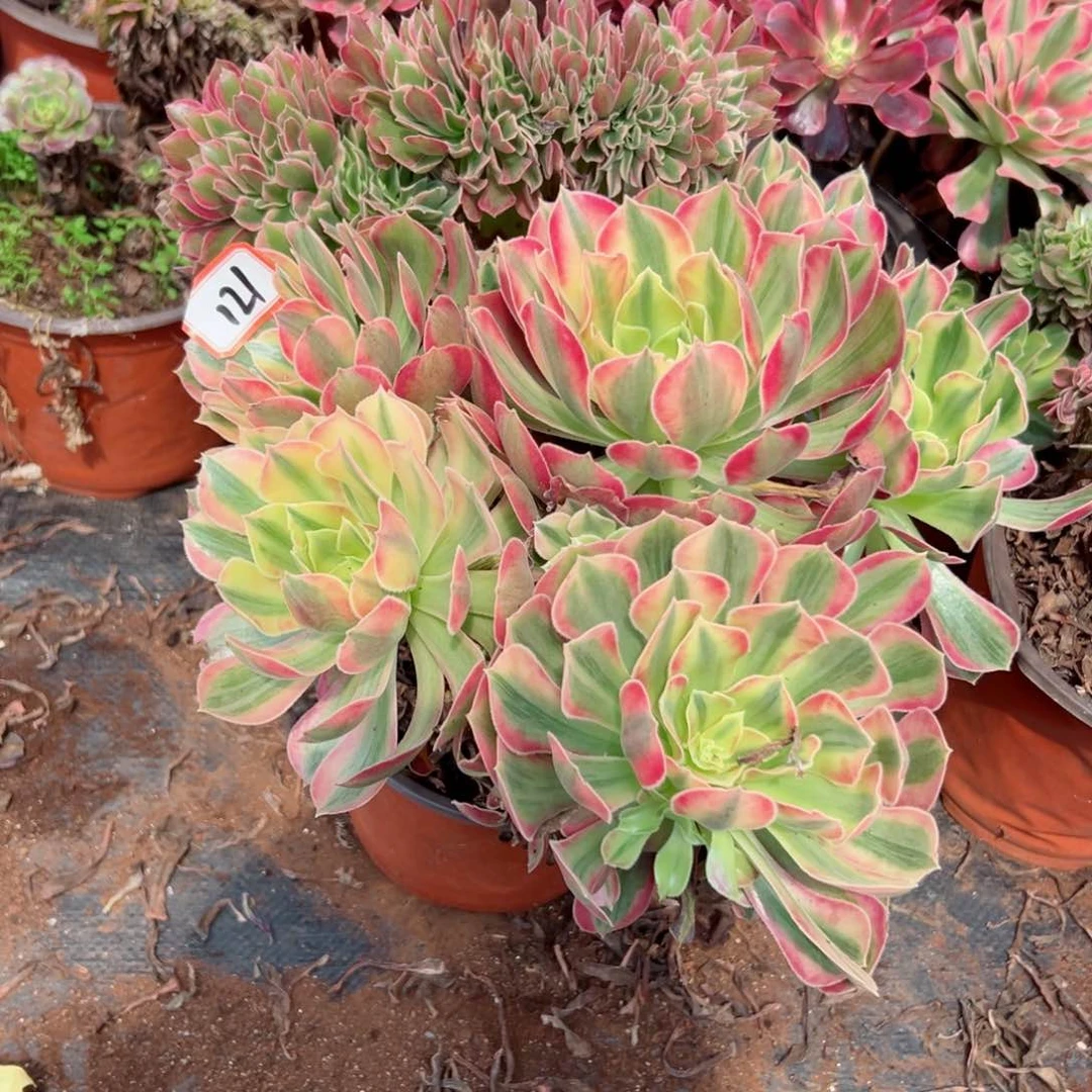 121 号法师多肉植物植物