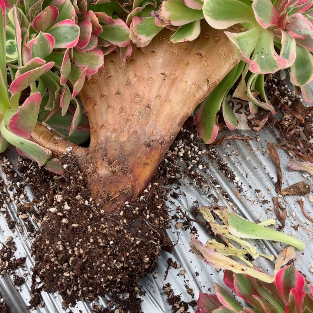 67 号多肉植物法师