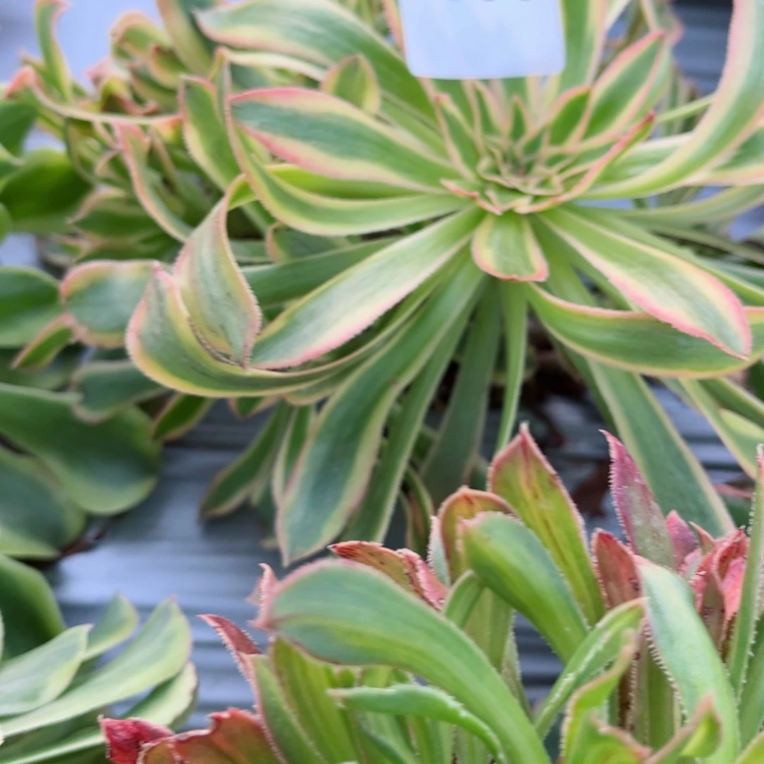 633 号多肉法师植物