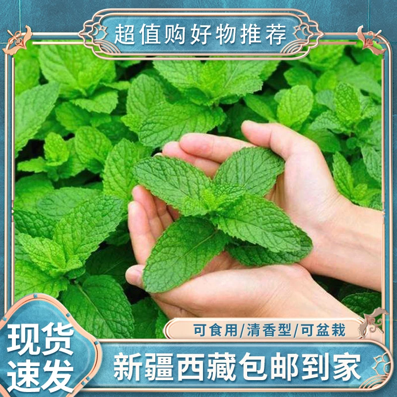 【新疆包邮】留兰香薄荷种子盆栽室内猫种孑留兰香食用阳台花种籽