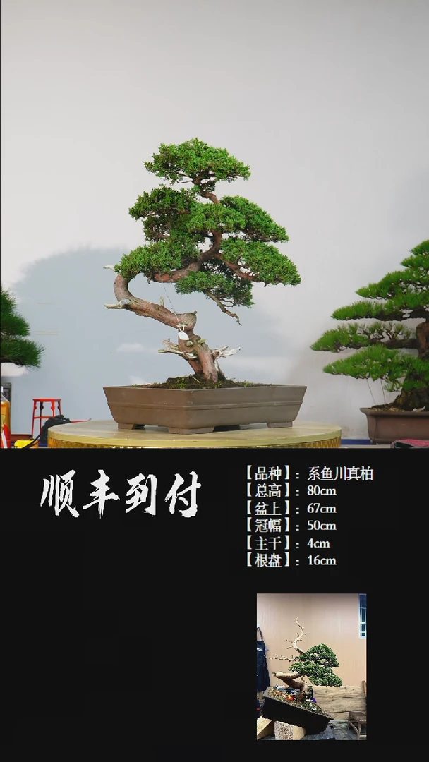 【闪购商品】1x168系鱼川真柏bubaoyou