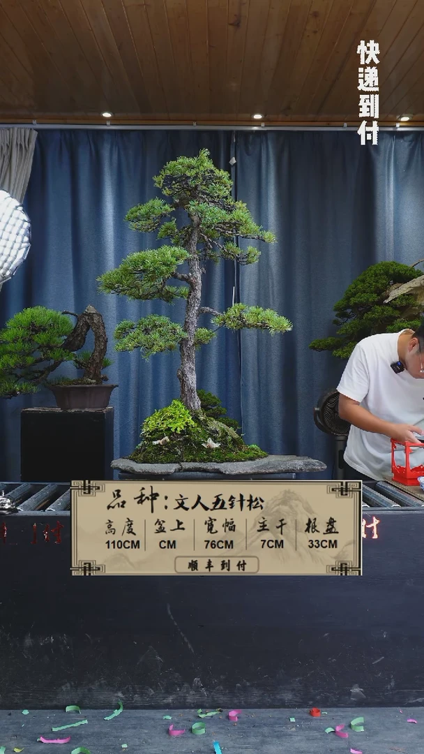 【闪购商品】1M395文人五针松bubaoyou