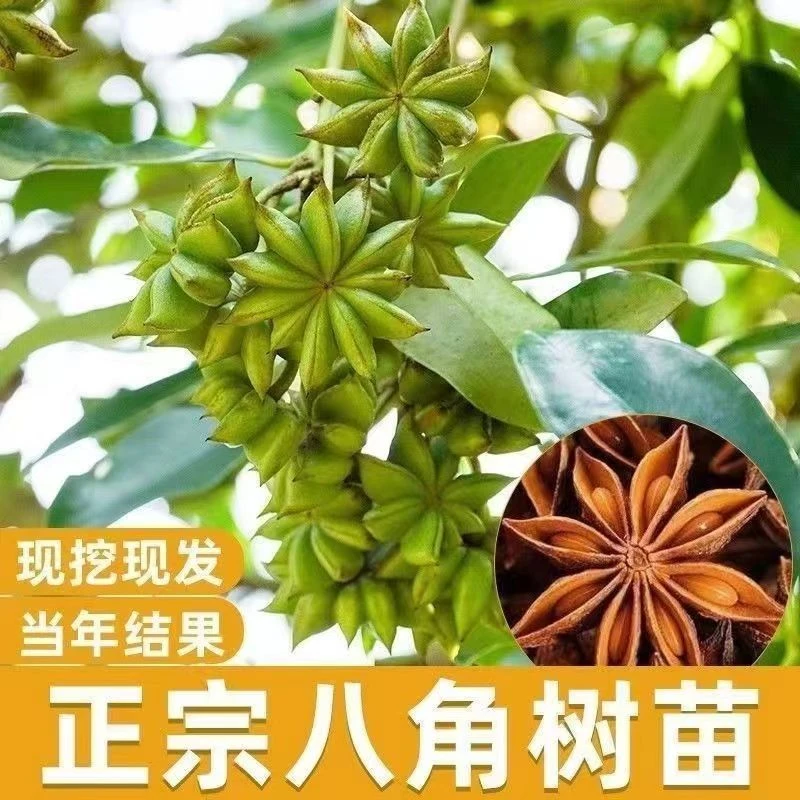 正宗八角树苗买一送一正品食用罗马八角苗南北可种植盆栽地栽包邮