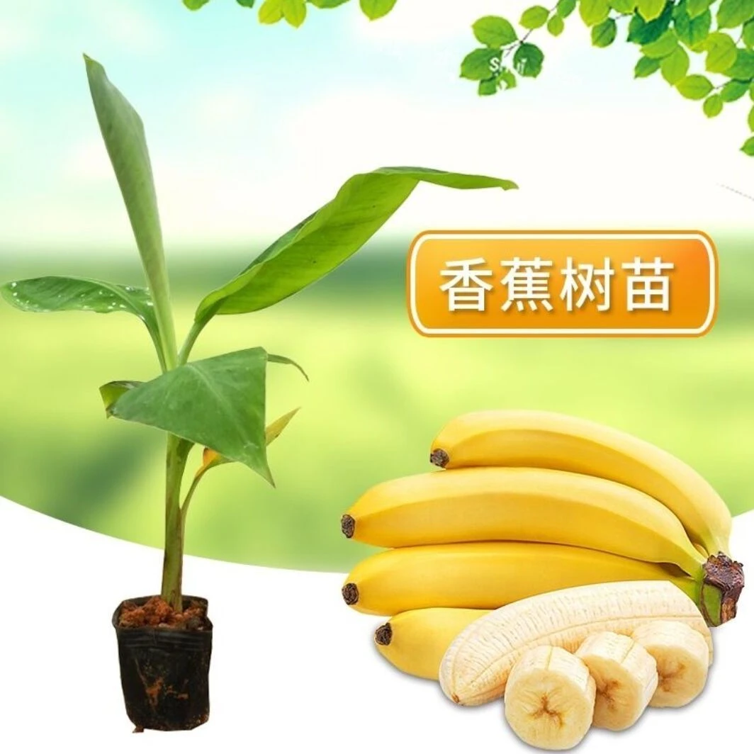 粉蕉苗广西香蕉矮化树苗当年结果皇帝蕉苗南北方地栽四季可种植