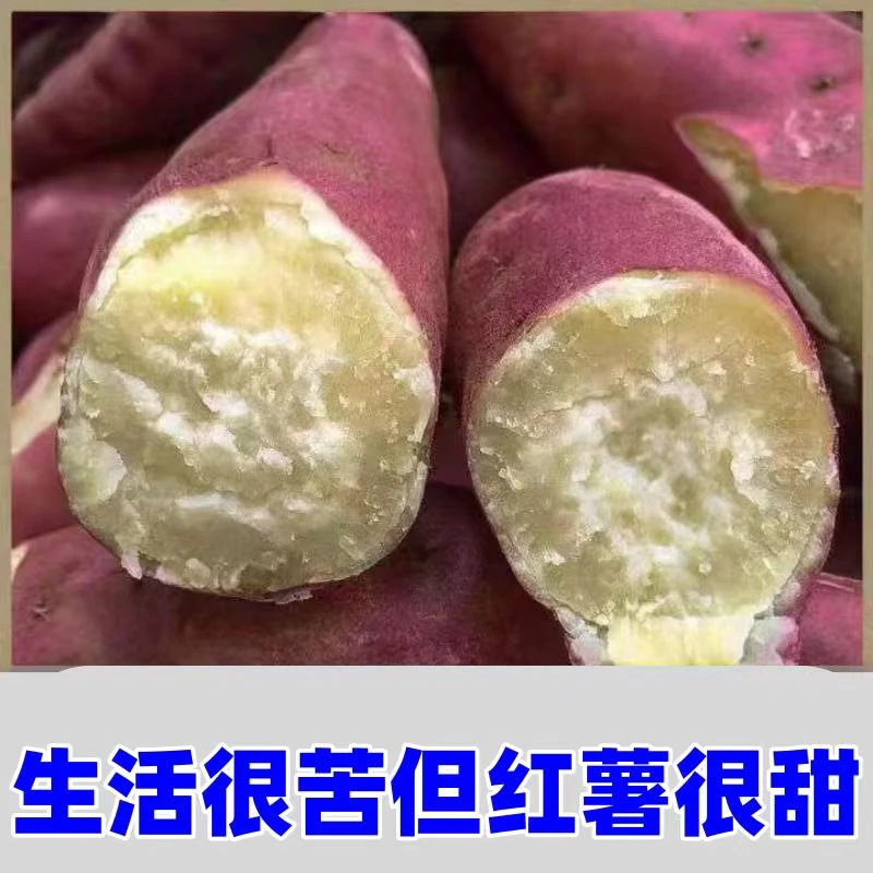 白心板栗红薯新鲜沙地农家红皮番薯老品种白瓤地瓜粉面香甜山芋