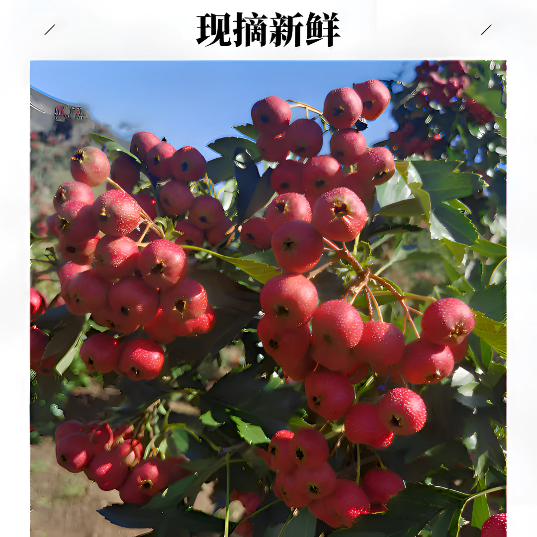 新鲜采摘山东甜红子山楂鲜果(嫌小勿拍)山楂鲜果