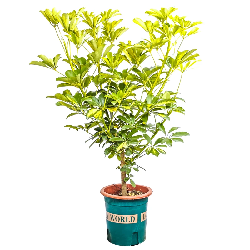 彩叶花叶彩叶鸭脚木鹅掌柴七叶莲室内室外土壤生长绿植四季鲜活