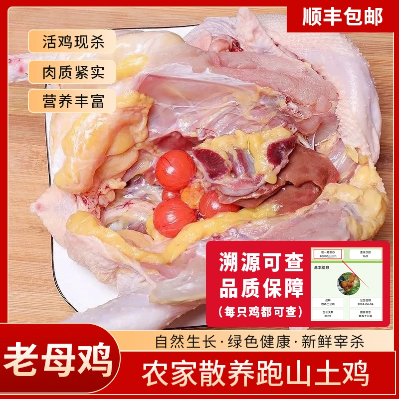 【散养老母鸡】息壹凤正宗树林溜达散养土鸡老母鸡 包冰率10%以内
