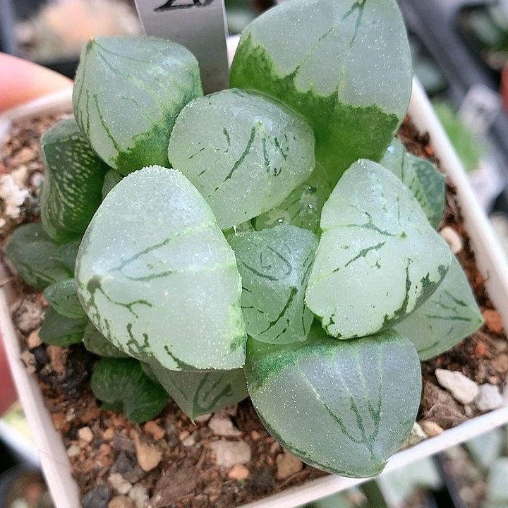 王*璐28号巨大化虞美人