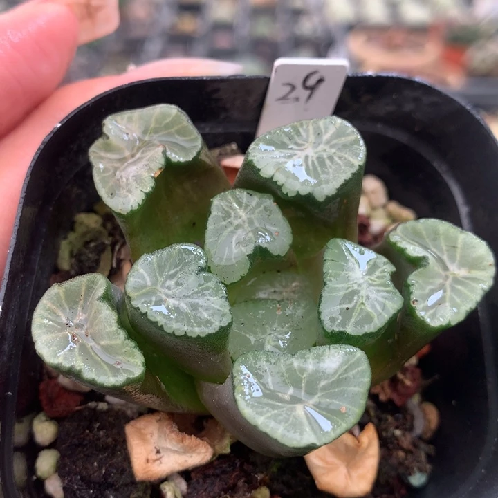 29个万象一物一拍带盆土