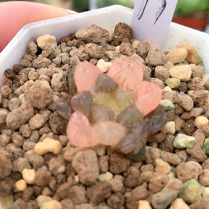 17号变异潘灯一物一拍