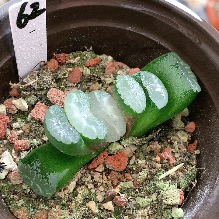 62号玉扇一物一拍