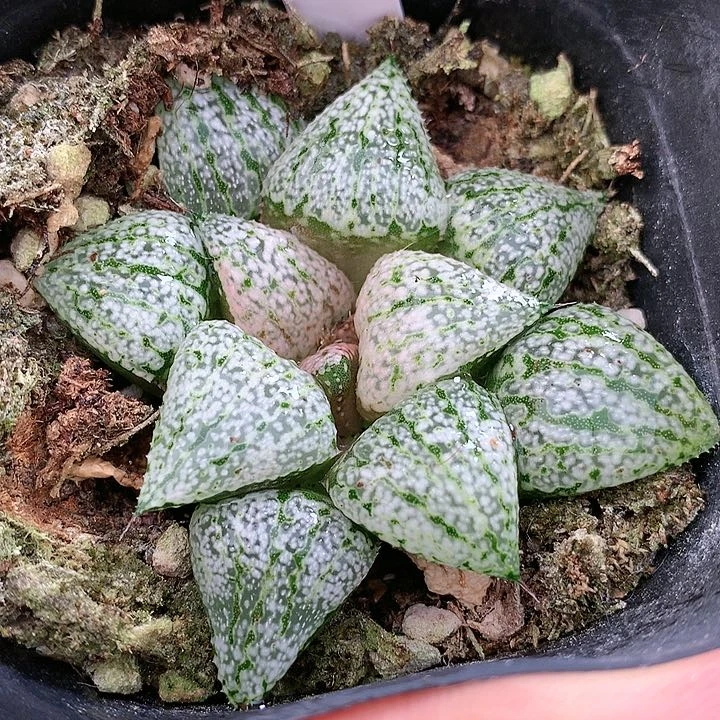 17号白银一物一拍带盆土