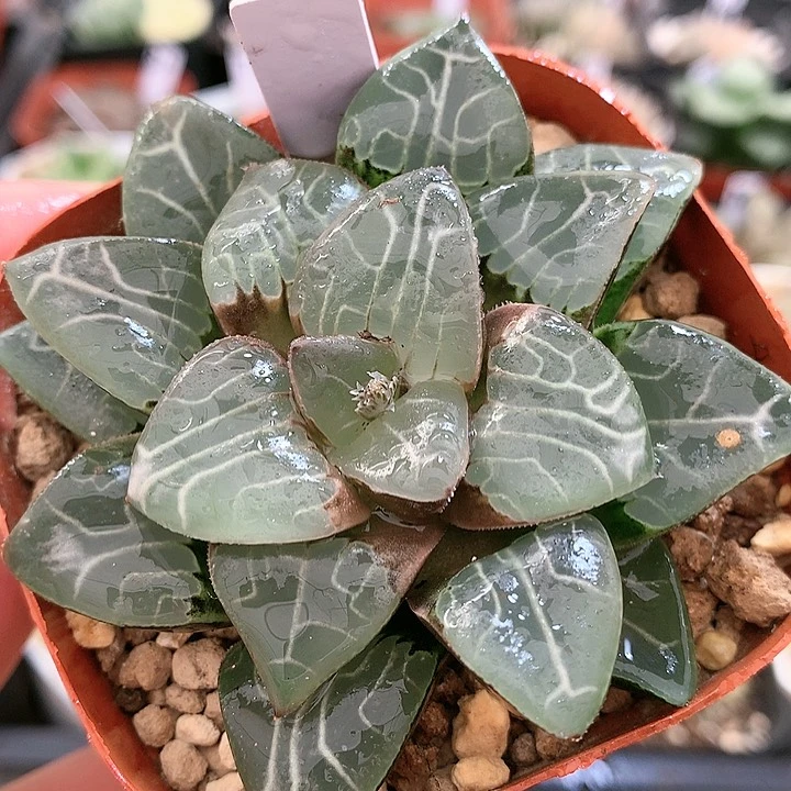 33号天池一物一拍