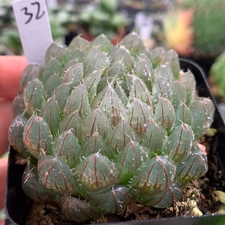 32号翠云玉露带盆土