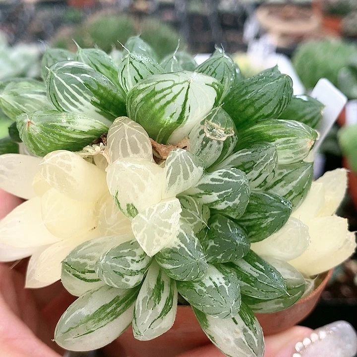 40号苏州玉露锦带盆土