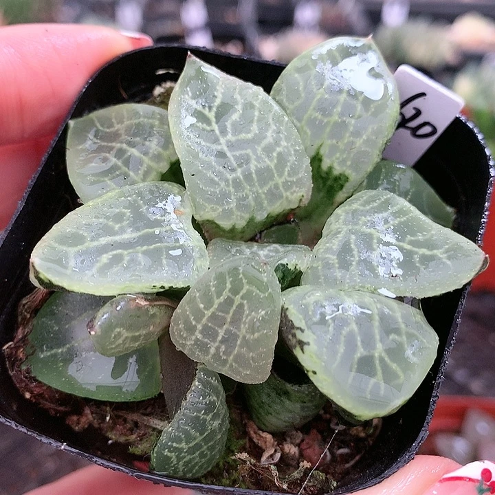 2620号乱舞寿一物一拍