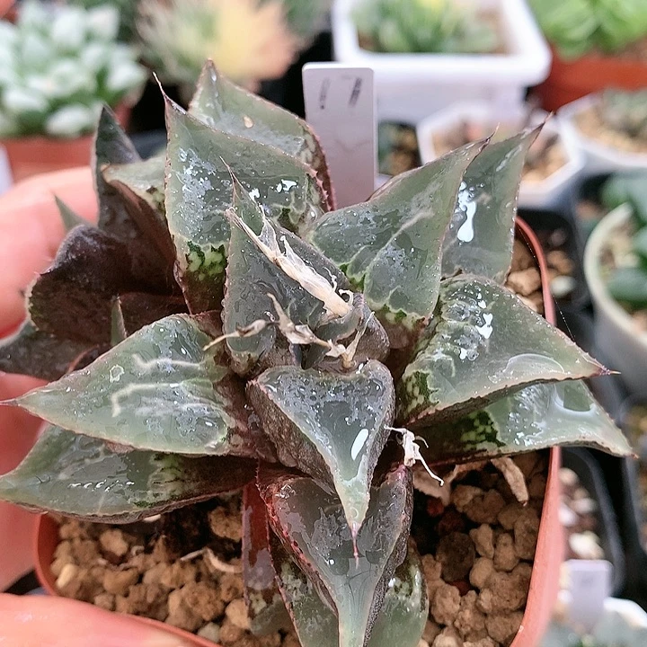 17号酒吞一物一拍带盆土