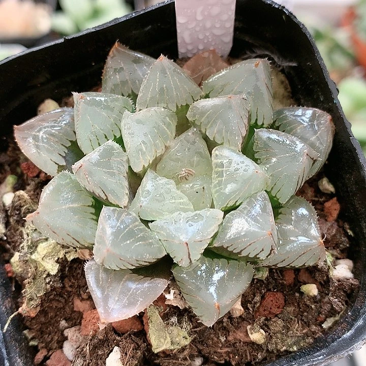 72号糯玉露一物一拍